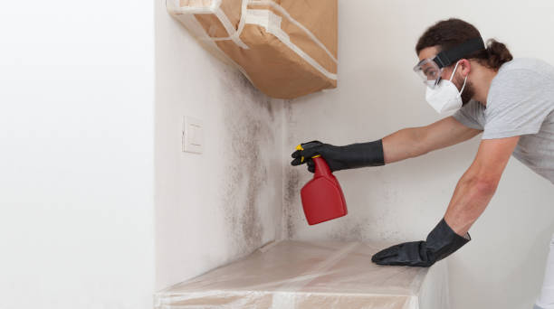 Professional Black Mold Remediation technician working in Clarklake, MI