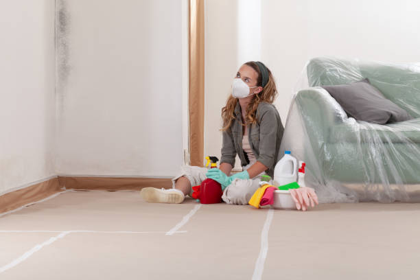 Reliable Black Mold Remediation contractor in Clarklake, MI by 24 Hour Mold Removal