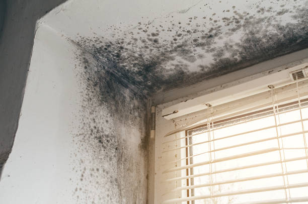 Affordable Black Mold Remediation solutions in Clarklake, MI